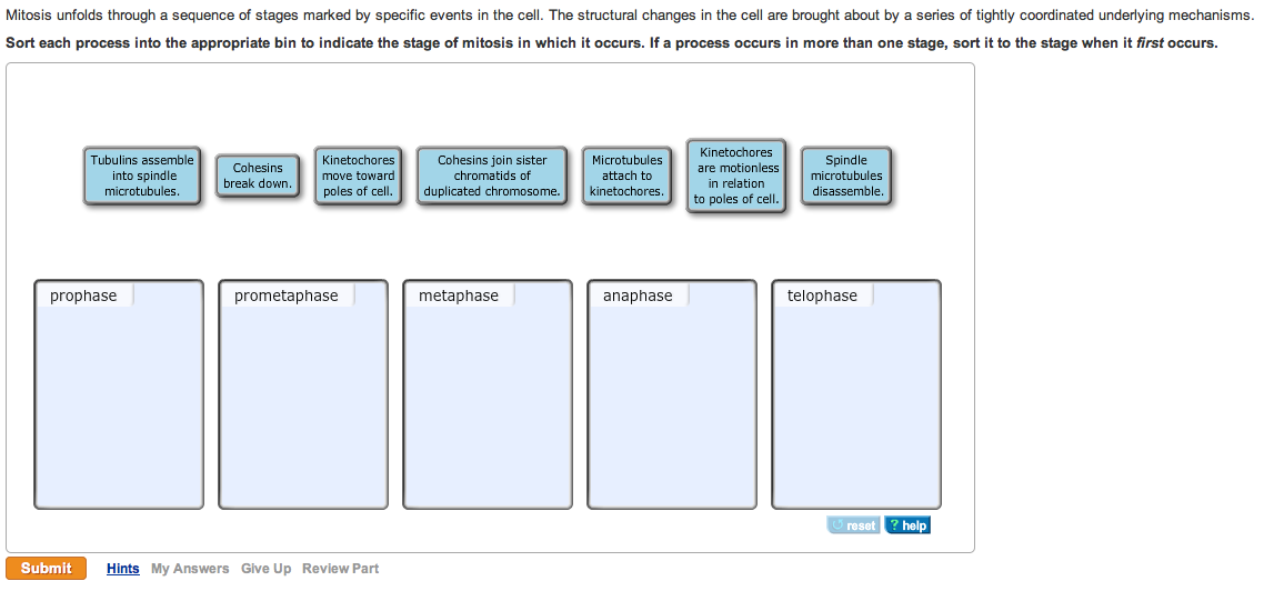 What is the correct order of mitosis?   quora