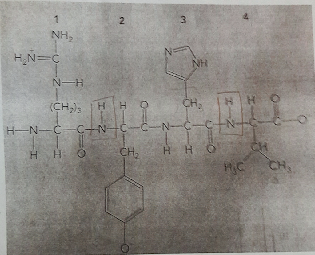 Predict a pH range that would result in the | Chegg.com