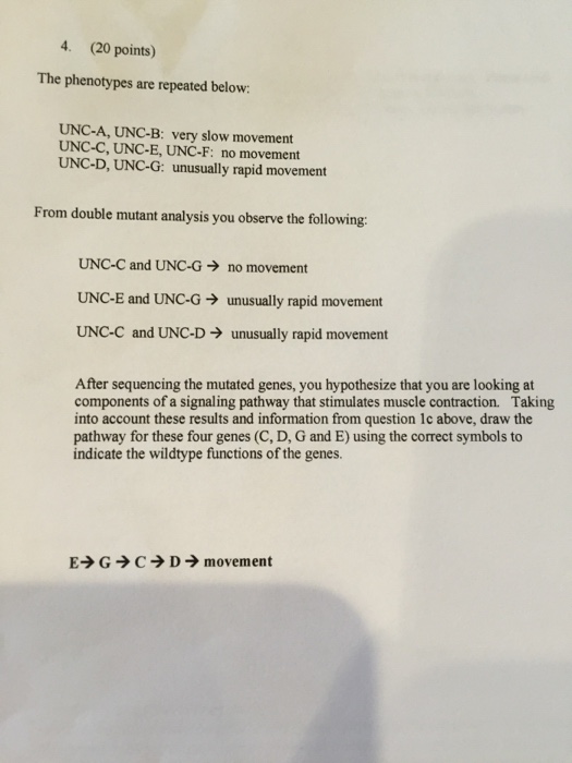 Question: The phenotypes are repeated below:  UNC-A, UNC-B: very slow movement  UNC-C, UNC-E, UNC-F: no mov...