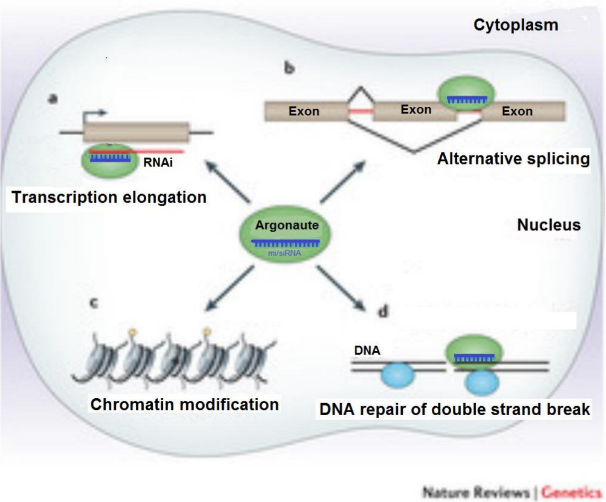 Question: MiRNA and siRNA control multiple levels of gene expression. Thefirst level to be understood was ...