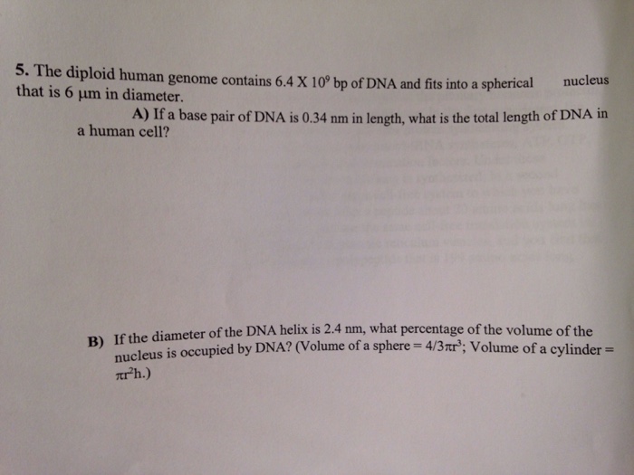 Question: The diploid human genome contains 6.4 times 10^9 bp of DNA and fits into a spherical nucleus that...