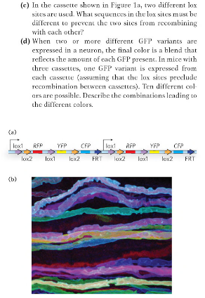 Question: In the cassette shown in Figure 1a, two different lox sites are used. What sequences in the lox s...
