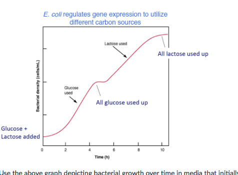 Question: Use the above graph depicting bacterial growth over time inmedia that initially contains both gl...
