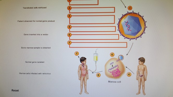 Question: Nnect.htm C ǜ https:/ Quiz Chapter 10 Label the image to review the process of gene therapy 3 0 ...