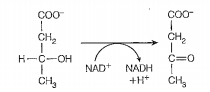 E'' is the standard reduction potential at pH 7 an