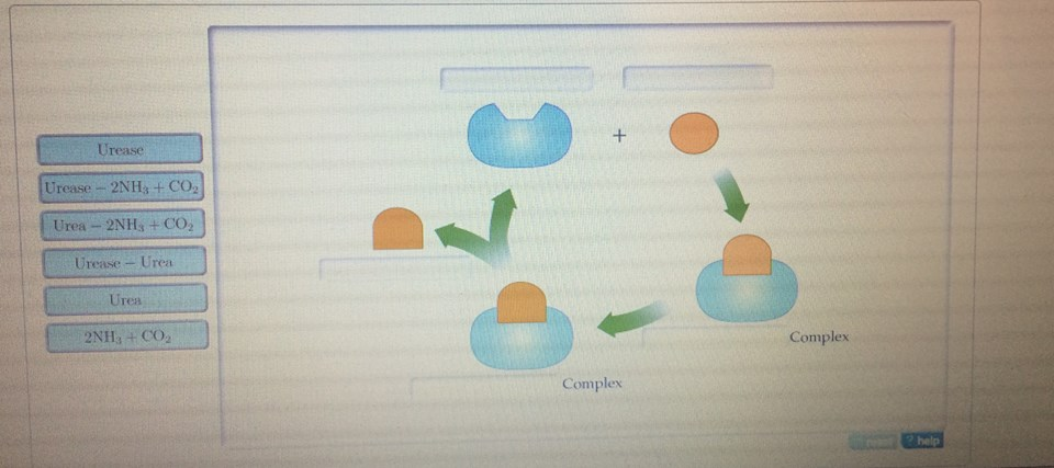 The Enzyme Urease Catalyzes The Breakdown Of Urea ... | Chegg.com