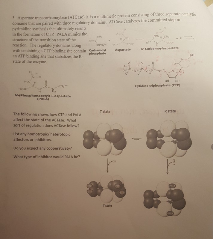 Question: Aspartate transcarbamoylase (ATCase) it is a multimeric protein consisting of three separate cata...