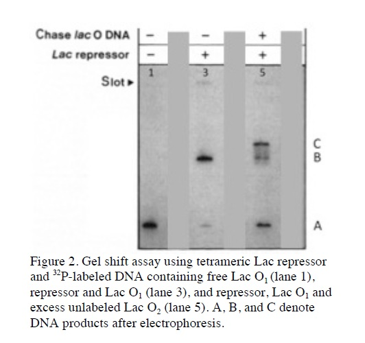 Question: Tetrameric Lac repressor binds to two sites, O1 andO2, in the Lac operator to maximally repress...