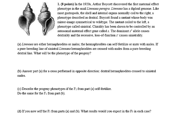 Question: In the 1920s, Arthur Boycott discovered the first maternal effect phenotype in the snail Linnaea ...