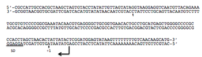 Question: The following figure shows a smallregion of a chromosome. Using the DNA shown below and the gene...