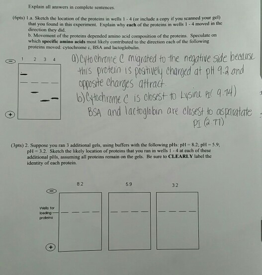 Question: Explain all answers in complete sentences (6pts) L a. Sketch the location of the proteins in well...