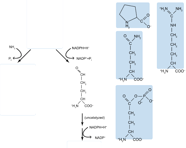 is glutamate a precursor for glutathione amino acids, permeases and enzymes, involved in Glutathione-Mediated Conjugation of Anticancer Drugs:
