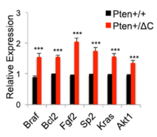 Question: In the follow up experiment a PTEN protein without thecore-terminal domain(Pten ?C) is created. ...