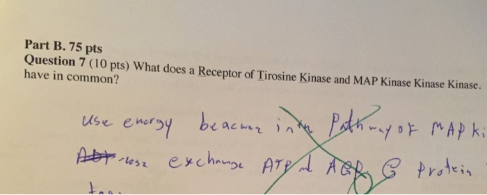 Question: What does a Receptor of Tirosine Kinase and MAP Kinase Kinase Kinase. Have in common?