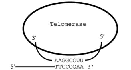 Question: Telomerase 3 5' AAGGCCUU TTCCGGAA-3 5