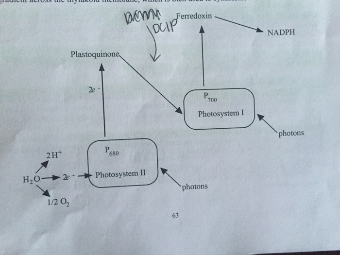 Question: Please show a similar "Z scheme of electron transfer" ofphotosynthesis and the hill reaction as ...