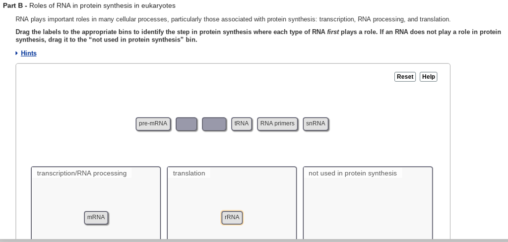 Solved: RNA Plays Important Roles In Many Cellular Process... | Chegg.com