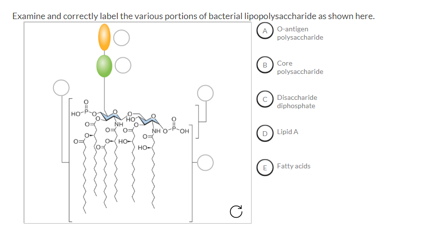 Question: Examine and correctly label the various portions of bacterial lipopolysaccharide as shown here.  ...