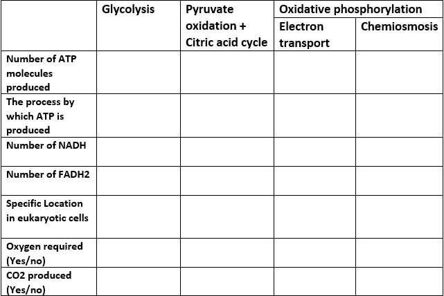 Oxidative phosphorylation means image