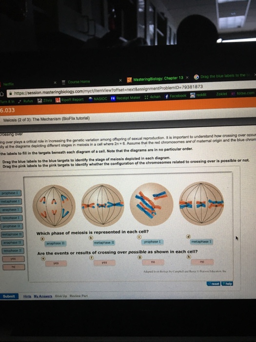 Solved: X B Mastering Biology: Chapter 13 X Drag The Blue ... | Chegg.com