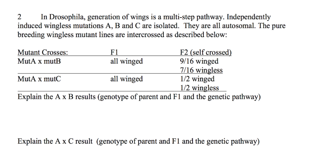 Question: In Drosophila, generation of wings is a multi-step pathway. Independently induced wingless mutati...