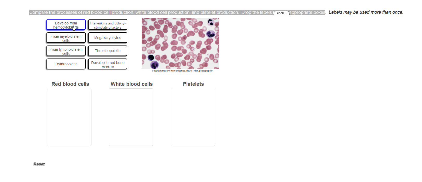 Solved Compare The Processes Of Red Blood Cell Production Chegg