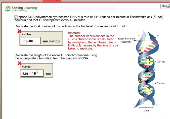 Question: Map de Sapling Learning Oppose DNA erase synthesizes DNA at a rate of 1110 bases per minute in Es...
