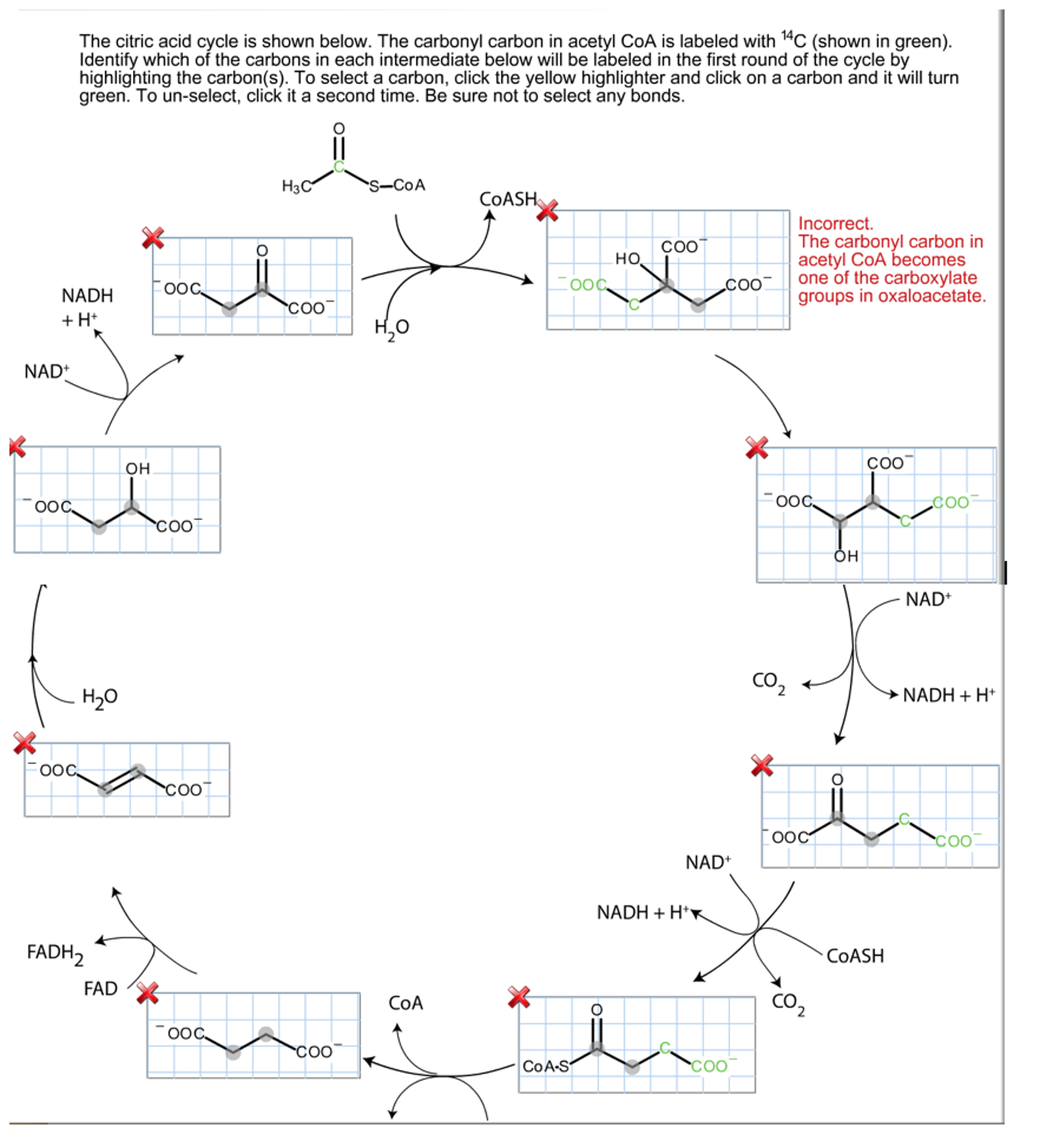 citric-acid-cycle-dssurgery