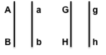 Question: Using legible drawings show the major steps ofmitosis that need to happen for this cell to produ...