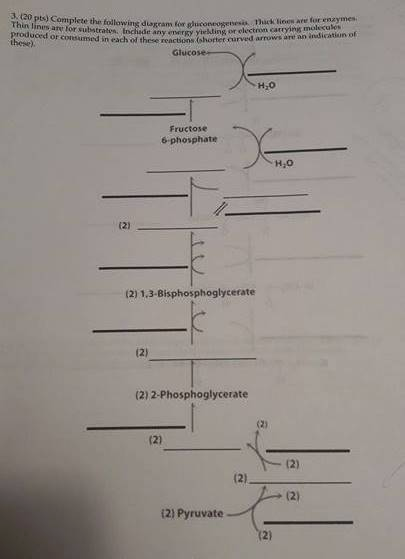 Question: BIOCHEMComplete the following diagram for gluconeogenesis. Thick linesare for enzymes. Thin lin...