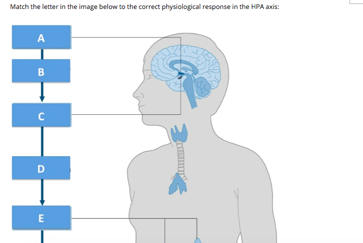 Question: Match the letter in the image below to the correct physiological response in the HPA axis:
