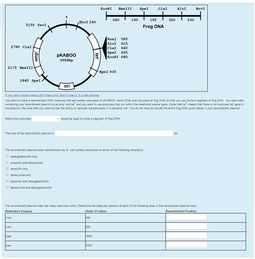 Question: You wish to make a recombinant DNA molecule that will contain one piece of pKABOO vector DNA and ...