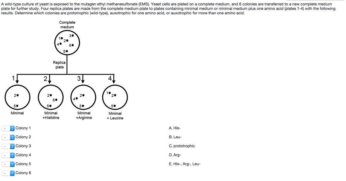 Question: A wild-type culture of yast is exposed to the mutagen ethyl methanesulfonate (EMS). Yeast cells a...