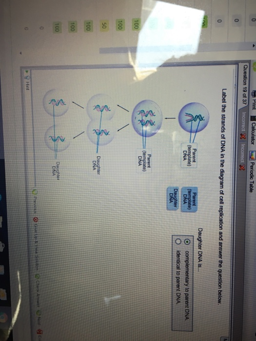 Question: Label the strands of DNA in the diagram of cell replication and answer the question below.