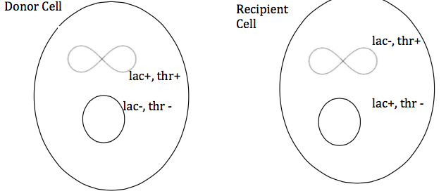 Question: An F' bacterial cell conjugated with an F- bacterial cell andthe following cells resulted:What...