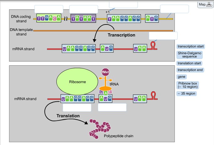 Biology gene pairs homework help