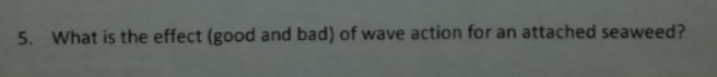 Question: What is the effect (good and bad) of wave action for an attached seaweed?