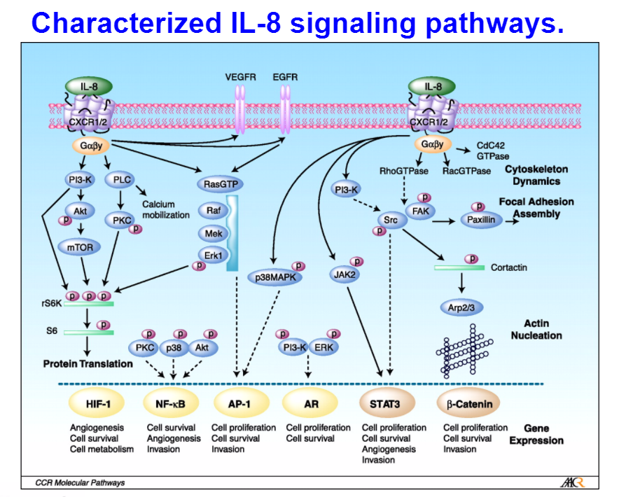 Question: How is CXCR2 inserted into the ER Membrane? What are the majorproteinsresponsible for this proce...