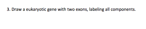 Question: .Daw a eukaryotic gene with two exons, labeling all components.