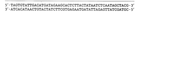 Dna rna nucleotides homework help