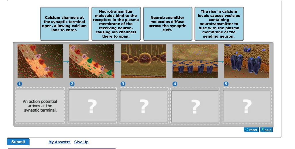 Solved Calcium channels at the synaptic terminal open, | Chegg.com