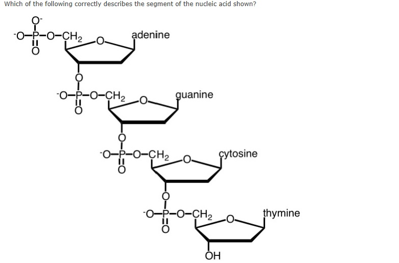 Question: #13A. This is a segment of DNA.B. The sugar involved is deoxyribose.C. It has a 3’ --&gt; 5...