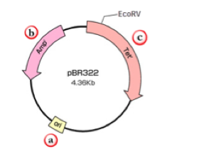 Question: 1. Provide a hypothetical example of a DNA sequence that mightbe recognized by a restriction end...