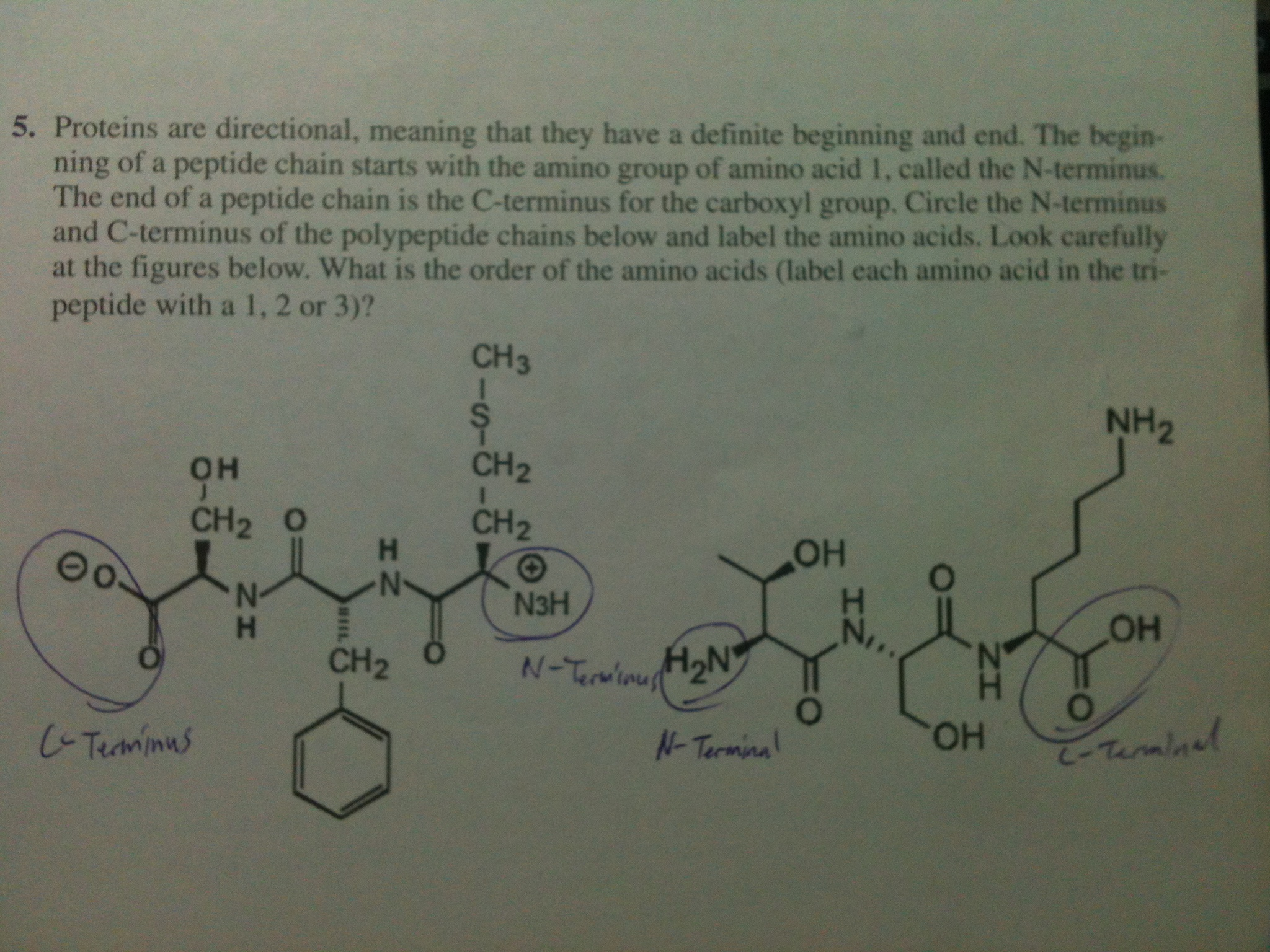 Solved Proteins are directional, meaning that they have a | Chegg.com