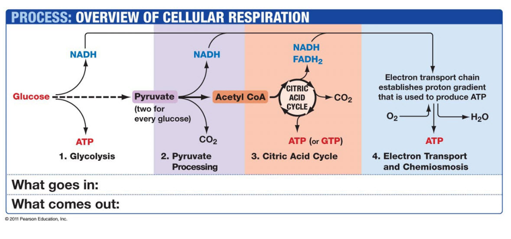 Carbohydrate - Biochemistry Questions and Answers Page 2