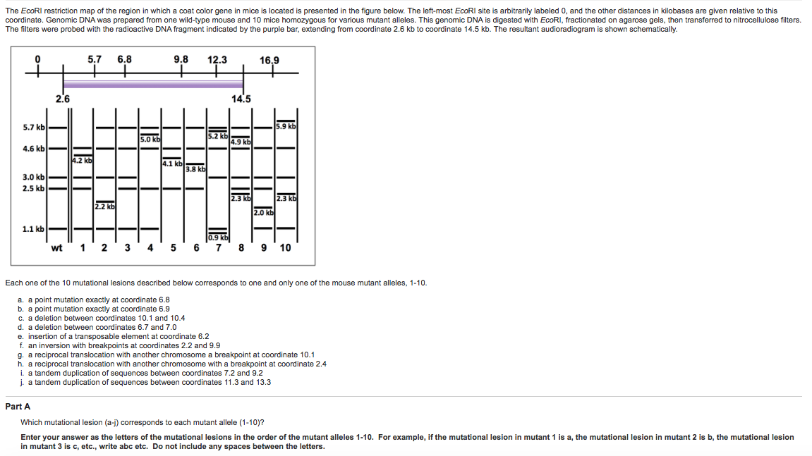 Question: The EcoRI restriction map of the region in which a coat color gene in mice is located is presente...