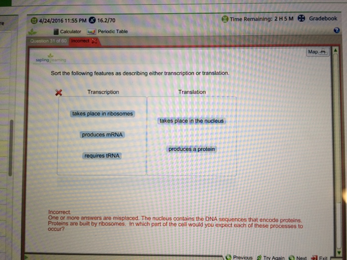 Question: Sort the following features as describing either transcription or translation