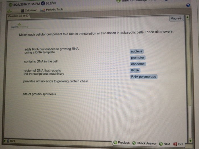 Question: Match each cellular component to a role in transcription or translation in eukaryotic cells. Plac...