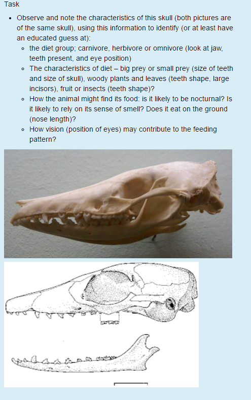 Question: Task Observe and note the characteristics of this skull (both pictures are of the same skull), us...