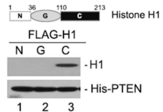 Question: Different domains of histone Histone 1 were used for in vitrobinding assay with His- Ni-tagged f...